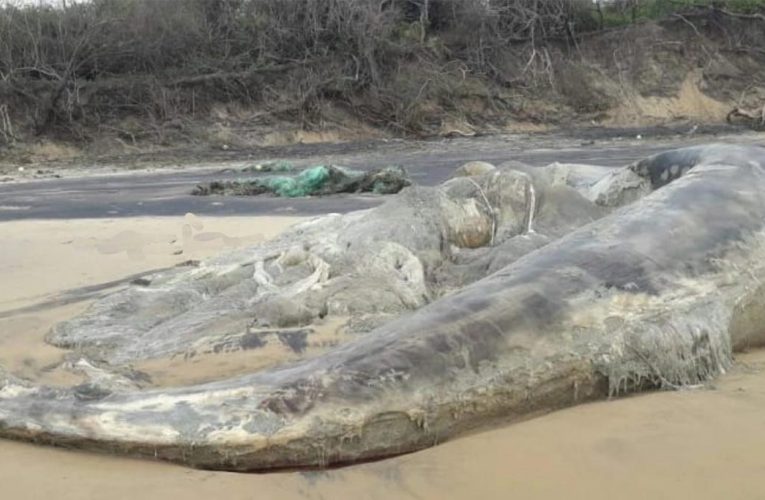 ଭିତରକନିକା ନିକଟ ସମୁଦ୍ର ପାଣିରେ ଭାସୁଛି ବିଶାଳ ତିମିର ମୃତ ଦେହ