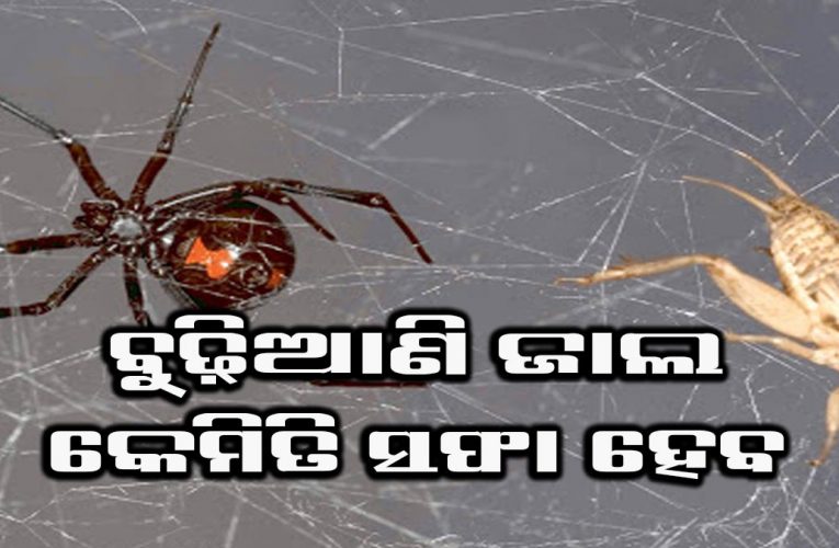 ବୁଢିଆଣୀ ଜାଲ ହଟାଇବା ପାଇଁ ଆପଣାନ୍ତୁ ଏହି ଘରୋଇ ଉପଚାର