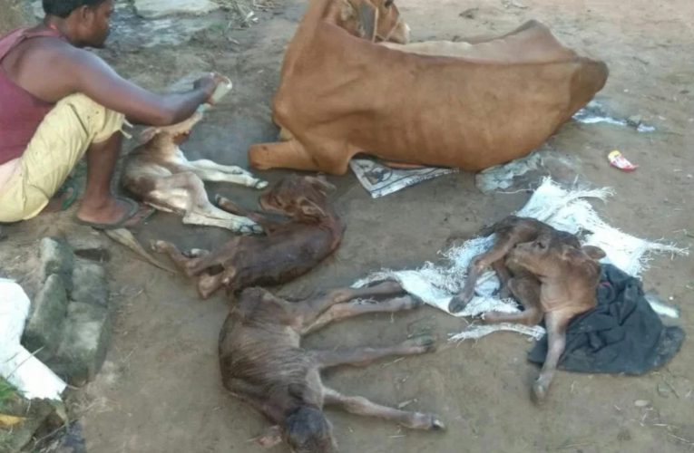 ବିରଳ ଘଟଣା: ଏକ ସଙ୍ଗେ ୪ ବାଛୁରୀଙ୍କୁ ଜନ୍ମ ଦେଲା ଗୋଟିଏ ଗାଈ