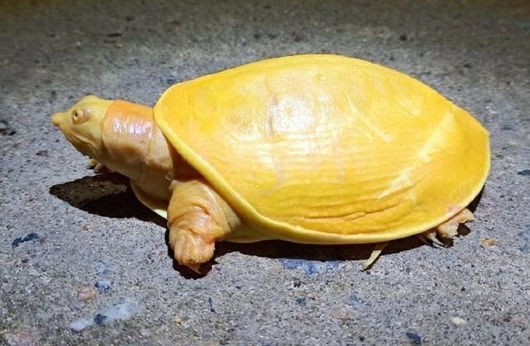ବାଲେଶ୍ୱରରୁ ବିରଳ ହଳଦିଆ ରଙ୍ଗର କଇଁଛ ଉଦ୍ଧାର