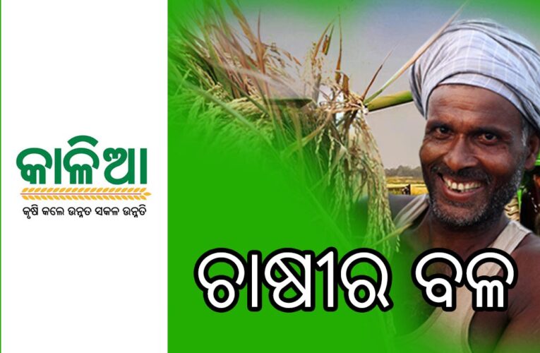 କୃଷି ଓ କୃଷକ ସଶକ୍ତକରଣ ନମୁନା ‘କାଳିଆ’