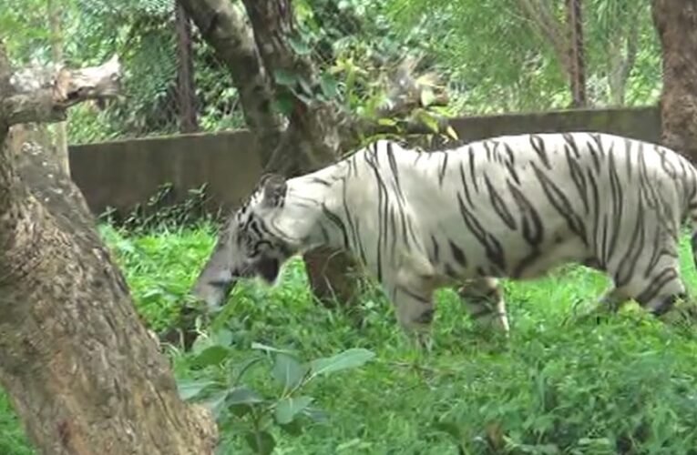 ନନ୍ଦନକାନନରେ ନୂଆ ଅତିଥି, ମାଆ ହେଲା ଧଳା ବାଘୁଣୀ ରୁପା